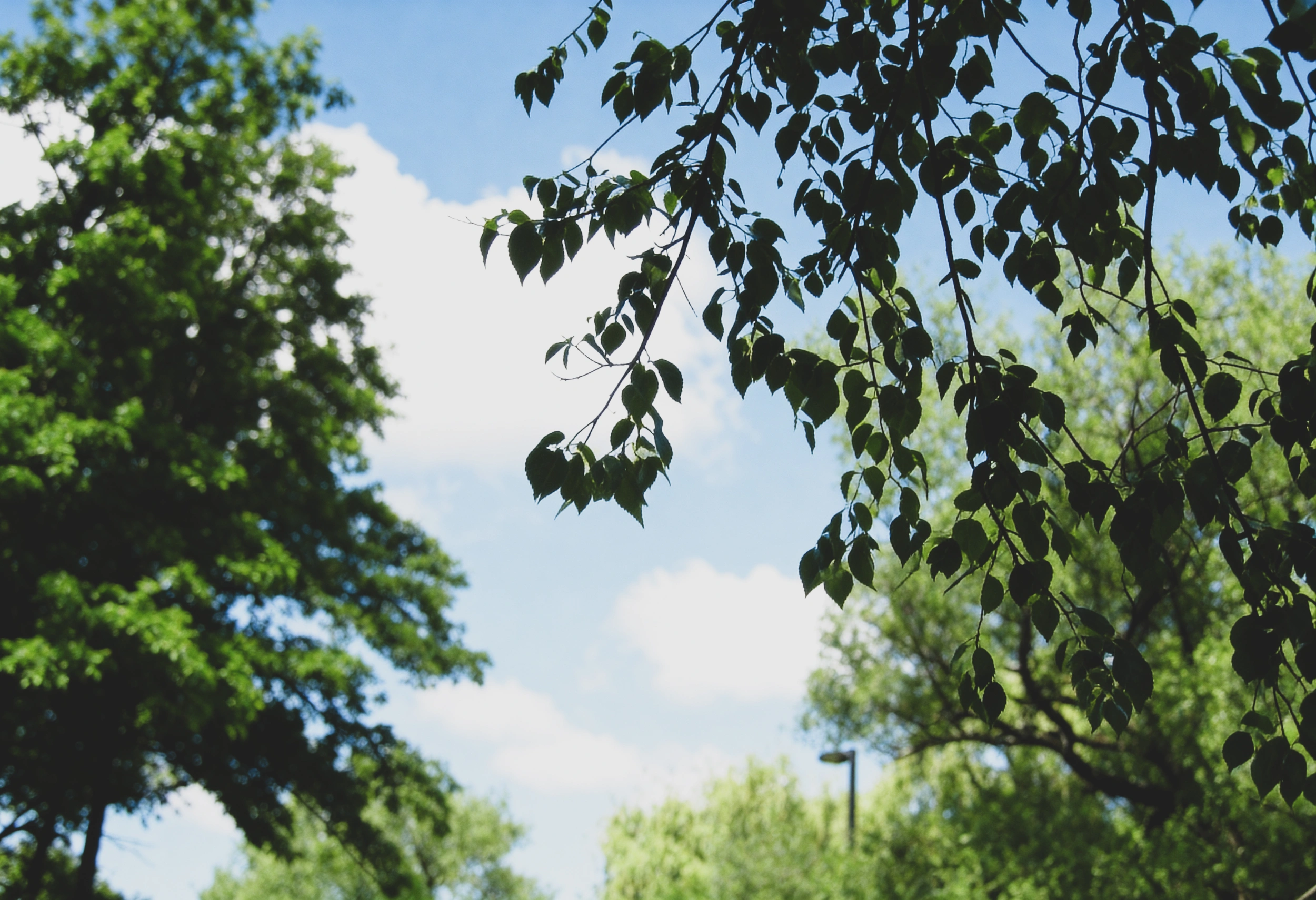Tree-lined path through a green landscape